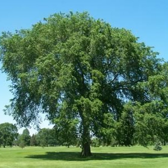 Shade Trees